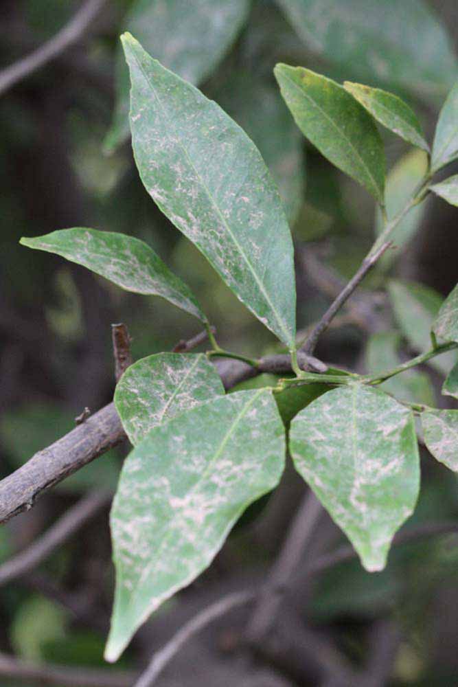              Shade leaves (Riverside, CA)       